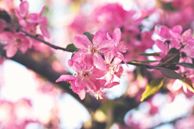 Çiçek açmış kiraz çiçekleri. Kiraz ağacının dalında küçük kümeler halinde kiraz çiçekleri, beyaza dönüşüyor. Yüzeyin derinliği. Ortadaki çiçek kümesine odaklan