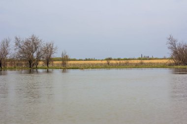 Yeşil çayır ağaçlarda Tuna Nehri bankalar üzerinde erken baharda sular altında. Danube doğal nehir manzara, ahşap ev ve tekneler. Tuna Nehri üzerinde bahar. 