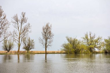 Yeşil çayır ağaçlarda Tuna Nehri bankalar üzerinde erken baharda sular altında. Danube doğal nehir manzara, ahşap ev ve tekneler. Tuna Nehri üzerinde bahar. 