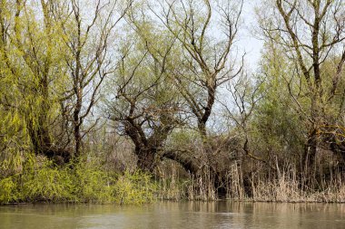 Yeşil çayır ağaçlarda Tuna Nehri bankalar üzerinde erken baharda sular altında. Danube doğal nehir manzara, ahşap ev ve tekneler. Tuna Nehri üzerinde bahar. 