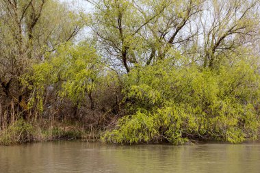 Yeşil çayır ağaçlarda Tuna Nehri bankalar üzerinde erken baharda sular altında. Danube doğal nehir manzara, ahşap ev ve tekneler. Tuna Nehri üzerinde bahar. 