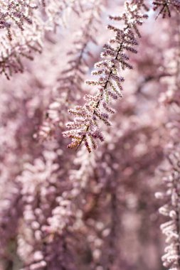 small pink flowers on a bush branch. Spring background.  Blooming garden. A branch of a bush with pink small flowers. Spring came. Nature background clipart