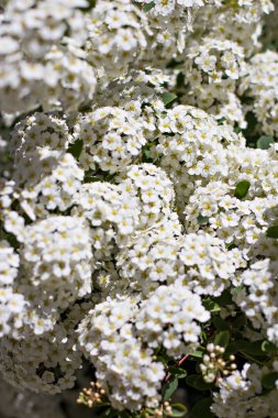 bush dal küçük beyaz çiçekler. Bahar arka plan. Bahçe çiçek açmış. Bush ile beyaz küçük çiçekler dalı. Bahar geldi. Doğa arka plan