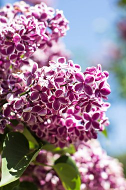 Bahar çiçek açması leylak dalı. İlkbaharda çiçek açması mor leylak. Seçici yumuşak odak, sığ derinlik-in tarla. Bulanık görüntü, Bahar arka plan.