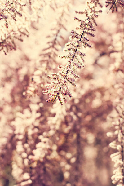 small pink flowers on a bush branch. Spring background.  Blooming garden. A branch of a bush with pink small flowers. Spring came. Nature background