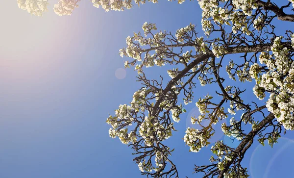 Una Rama Árbol Floreciente Manzano Contra Cielo Azul Fondo Primavera — Foto de Stock