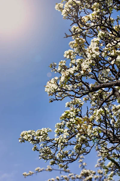 Una Rama Árbol Floreciente Manzano Contra Cielo Azul Fondo Primavera — Foto de Stock