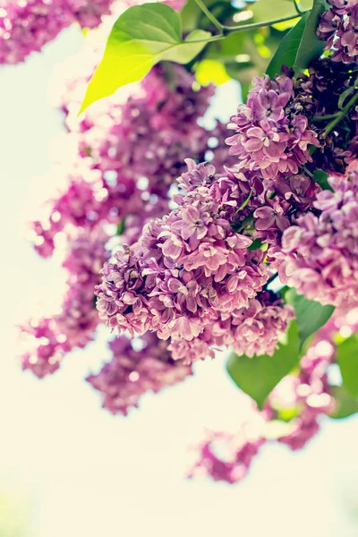 Spring branch of blossoming lilac. Blossoming purple lilacs in the spring. Selective soft focus, shallow depth of field. Blurred image, spring background.