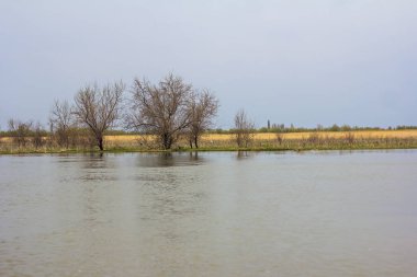 Yeşil çayır ağaçlarda Tuna Nehri bankalar üzerinde erken baharda sular altında. Danube doğal nehir manzara, ahşap ev ve tekneler. Tuna Nehri üzerinde bahar. 