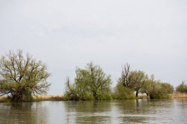 Yeşil çayır ağaçlarda Tuna Nehri bankalar üzerinde erken baharda sular altında. Danube doğal nehir manzara, ahşap ev ve tekneler. Tuna Nehri üzerinde bahar. 