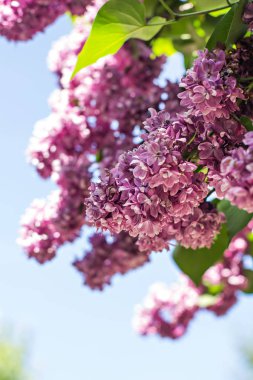 Bahar çiçek açması leylak dalı. İlkbaharda çiçek açması mor leylak. Seçici yumuşak odak, sığ derinlik-in tarla. Bulanık görüntü, Bahar arka plan.