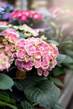 Ortanca çiçek (Hydrangea macrophylla) bir bahçede mor. Ortanca, yumuşak odak, gürültü eklendi. Güzel çiçekler. Doğada güzellik. Hydrangea macrophylla - çiçek çiçek pazarında güzel bush