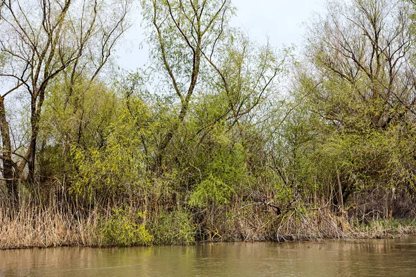 Yeşil çayır ağaçlarda Tuna Nehri bankalar üzerinde erken baharda sular altında. Danube doğal nehir manzara, ahşap ev ve tekneler. Tuna Nehri üzerinde bahar. 