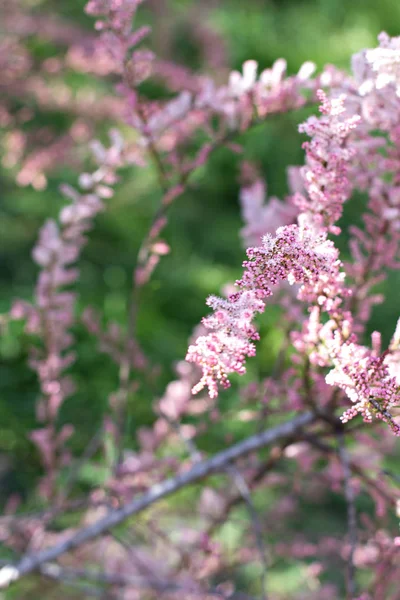 small pink flowers on a bush branch. Spring background.  Blooming garden. A branch of a bush with pink small flowers. Spring came. Nature background