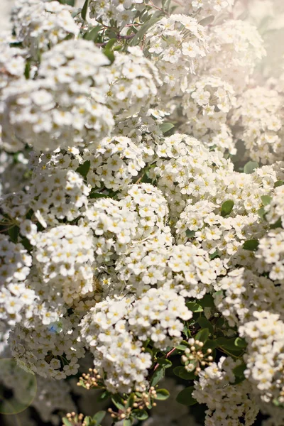 small white flowers on a bush branch. Spring background.  Blooming garden. A branch of a bush with white small flowers. Spring came. Nature background