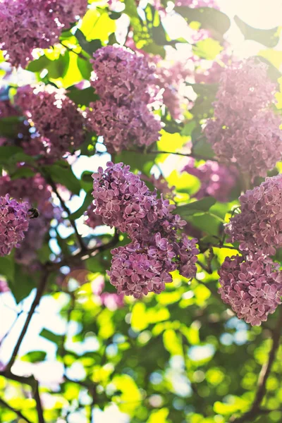 Spring branch of blossoming lilac. Blossoming purple lilacs in the spring. Selective soft focus, shallow depth of field. Blurred image, spring background.