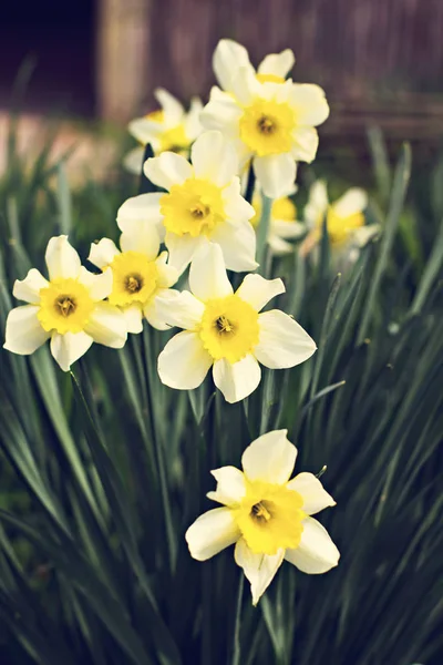 Жовті Нарциси Клумбі Весняний Фон — стокове фото