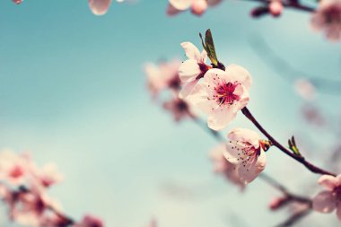 bir dal bir çiçekli ağaç bahar arka plan üzerinde pembe çiçekler.