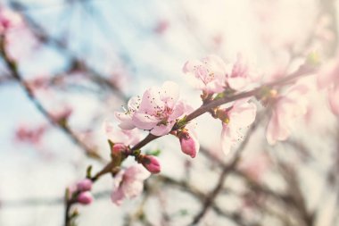 bir dal bir çiçekli ağaç bahar arka plan üzerinde pembe çiçekler.