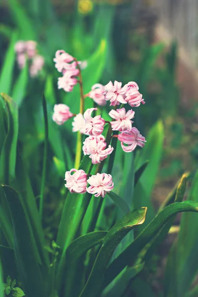 small pink spring flowers. spring background