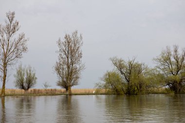 Ahşap iskele Tuna Nehri üzerinde. Tuna Nehri üzerinde bahar