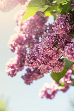 Çiçek açan leylağın bahar dalı