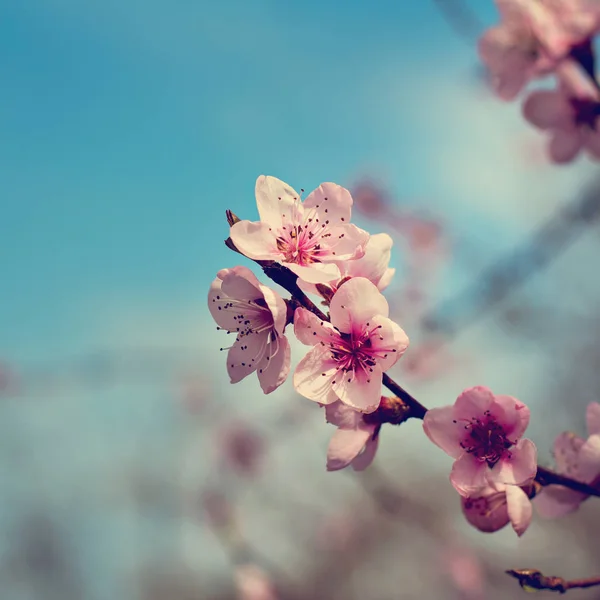 Bir dal bir çiçekli ağaç bahar arka plan üzerinde pembe çiçekler. — Stok fotoğraf