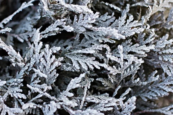 Grangrenar i snön. — Stockfoto