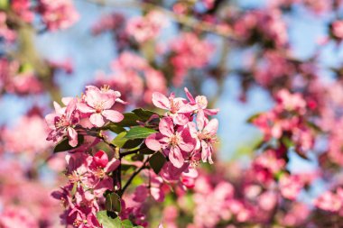 Çiçek açan bir ağaç parkta. Kiraz çiçekleri.