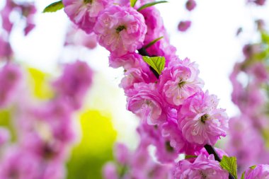 Çiçekli ağaç. Sakura çiçekler. Pembe çiçekli ağaç.