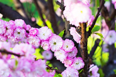 Çiçekli ağaç. Sakura çiçekler. Pembe çiçekli ağaç.