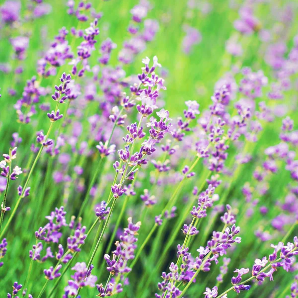 Lavender λουλούδια στον κήπο, στο πεδίο. Προβηγκία. — Φωτογραφία Αρχείου