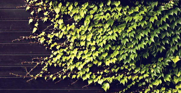 Деревянная стена покрыта диким виноградом. Фон темно-коричневого деревянного забора с зеленым растением — стоковое фото
