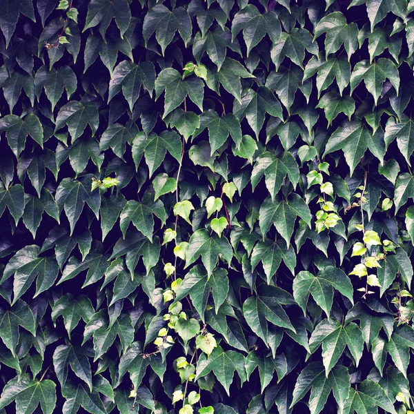 Uvas silvestres. Hojas verdes de hiedra en un primer plano de la pared . — Foto de Stock
