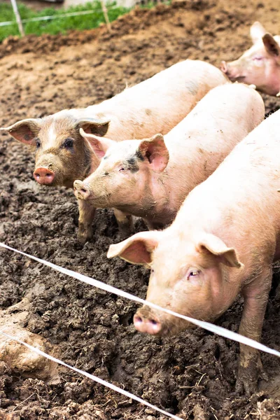 Schweine auf dem Öko-Bauernhof. — Stockfoto