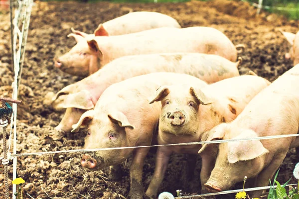 Schweine auf dem Öko-Bauernhof. — Stockfoto
