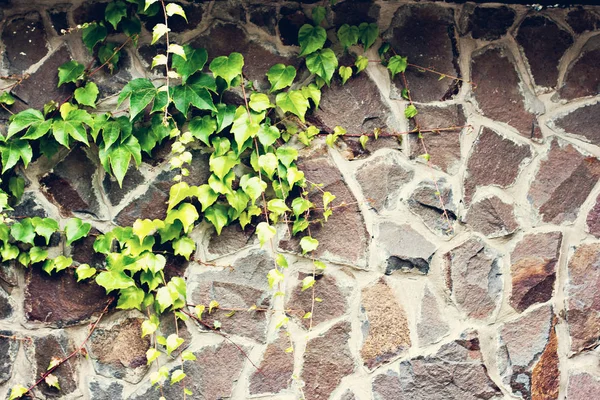 The stone wall is covered with a wild grapes.