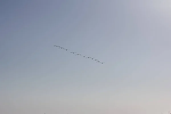 Toendra zwanen tijdens de vlucht — Stockfoto