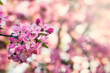 bir dal bir çiçekli ağaç bahar arka plan üzerinde pembe çiçekler.