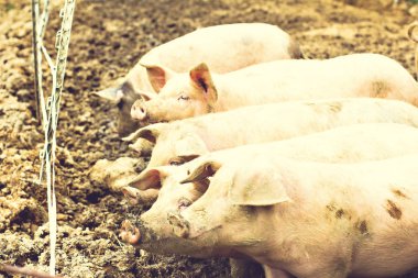 Domuzlar Eko-çiftlikte.