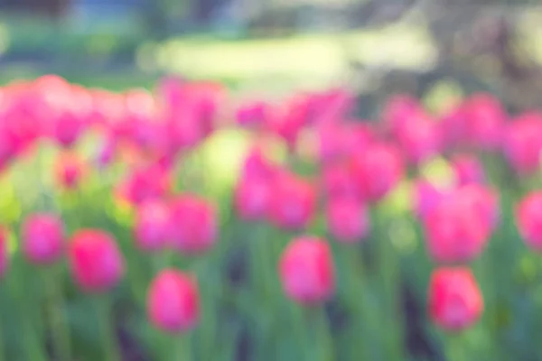 Field, flower bed with pink tulips