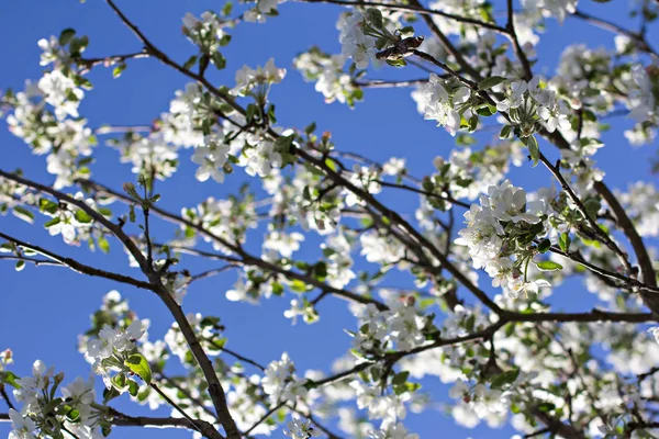 Una rama de un árbol floreciente es un manzano contra un cielo azul. Fondo de primavera . — Foto de Stock