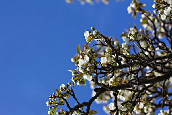 A branch of a flowering tree is an apple tree against a blue sky. Spring background. — Stock Photo, Image