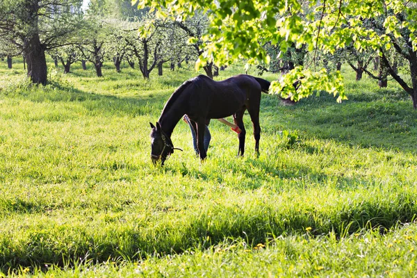 Das Pferd weidet auf einer grünen Wiese sonnendurchflutet — Stockfoto