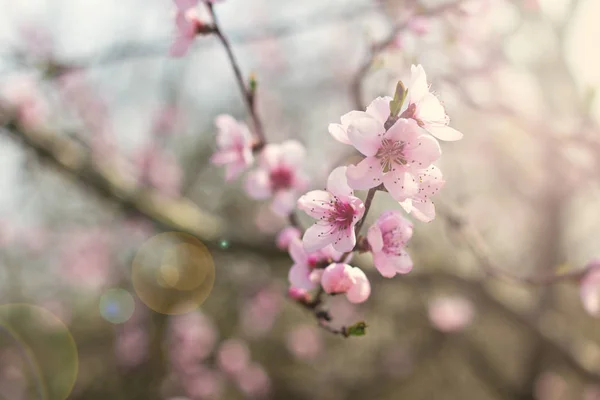 Egy gally egy virágzó fa rózsaszín virágok tavaszi háttér. — Stock Fotó