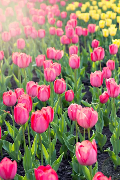 Field, flower bed with pink tulips