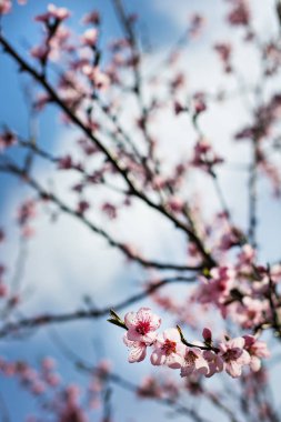 bir dal bir çiçekli ağaç bahar arka plan üzerinde pembe çiçekler.