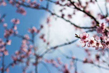 bir dal bir çiçekli ağaç bahar arka plan üzerinde pembe çiçekler.