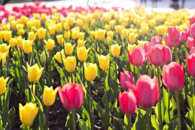 Alan, pembe laleile çiçek yatak