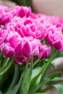 Lale çiçek bir sergi, bir sürü.